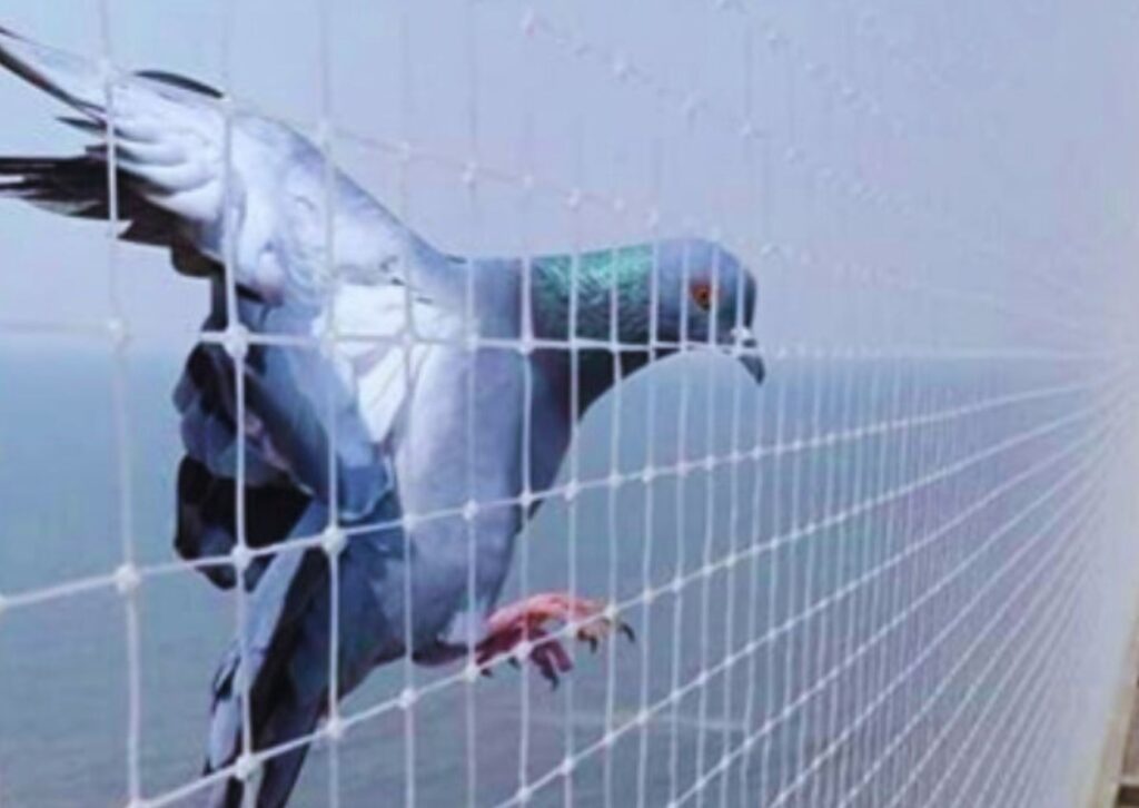 Pigeon Safety Nets Installation in Hyderabad
