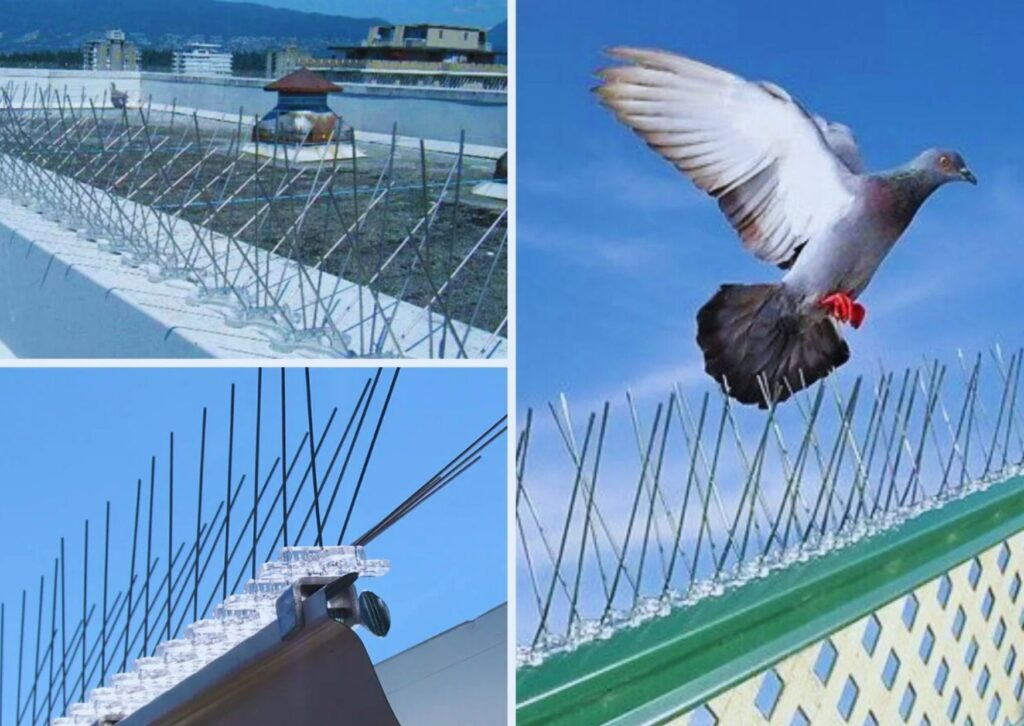 Bird spikes installation services for buildings