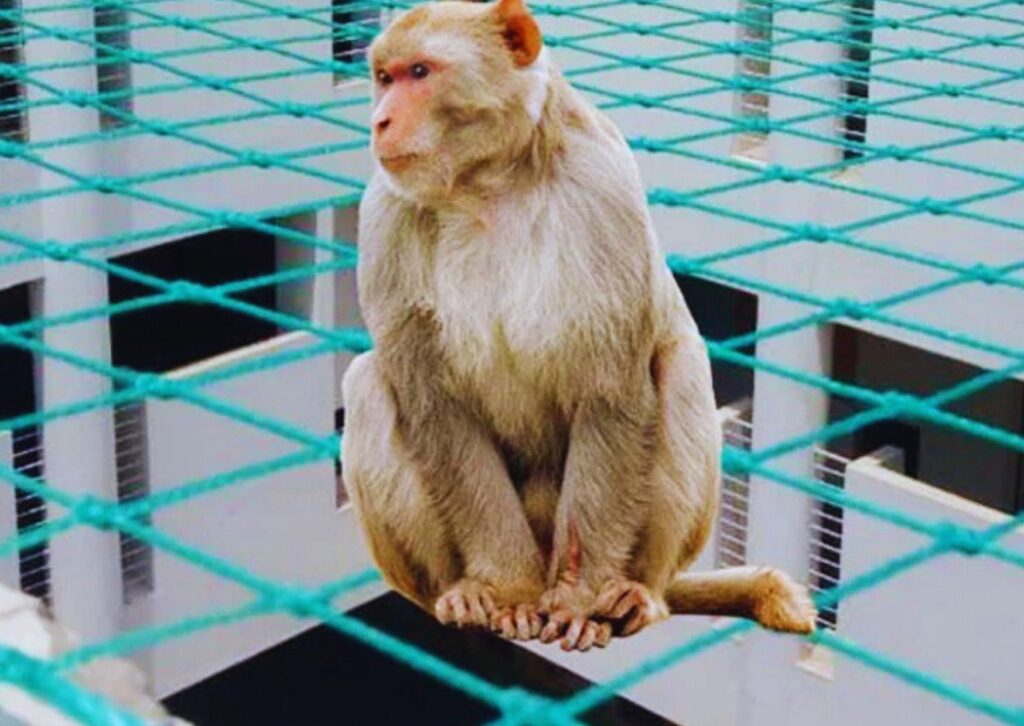 Monkey safety nets for residential apartments in Hyderabad