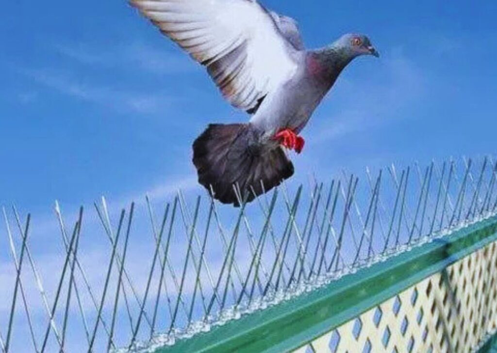 Bird spikes installation services for buildings